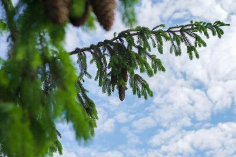 Branches with cones against the sky with clouds Stock Photos