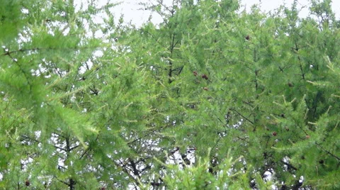 Branches of conifer, spruce branches (1) Video stock 42126588