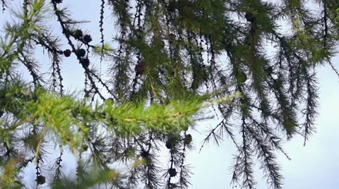 Branches of conifer, spruce branches (2) Video stock 42126656