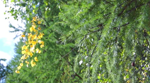 Branches of conifer, spruce branches (4) Video stock 42126610