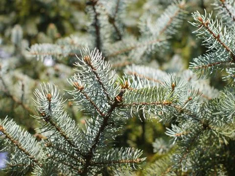 The branches of conifer tree in closeup Stock Photos