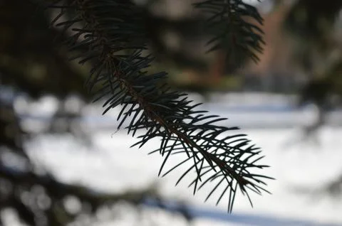 Branches of a conifer tree with sharp green needles in a snowy landscape at Stock Photos