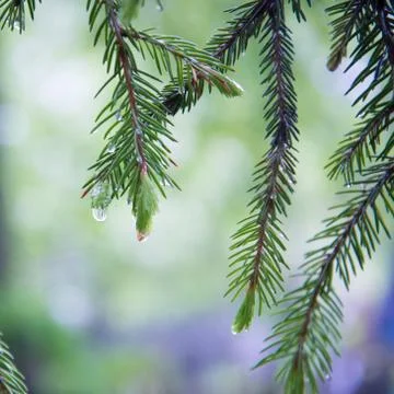 Branches of a coniferous tree close-up. Drops of rain or dew. Fresh and updat Stock Photos