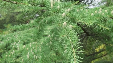 Branches of coniferous tree with cones sway in wind Video stock 297397085