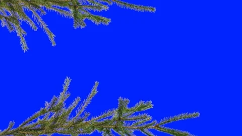 Branches of a coniferous tree on the edges of the screen Stock Footage 93887258