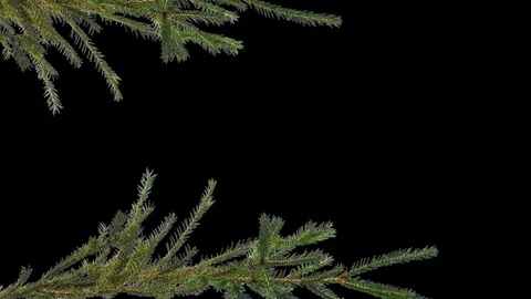 Branches of a coniferous tree on the edges of the screen on an isolated Video stock 97490354