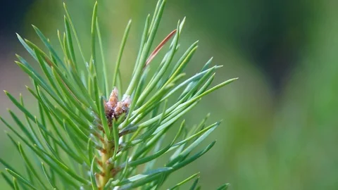 The branches of the Coniferous tree Stock Footage 77854753