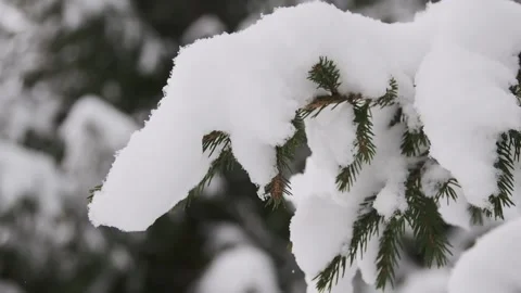 Branches of a coniferous tree Stock Footage 150486470