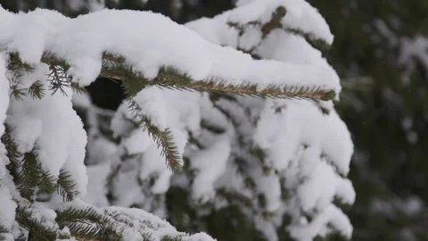 Branches of a coniferous tree Stock Footage 150487343
