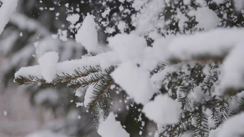 Branches of a coniferous tree Stock Footage 150487487
