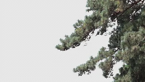 Branches of a coniferous tree Stock Footage 315602940