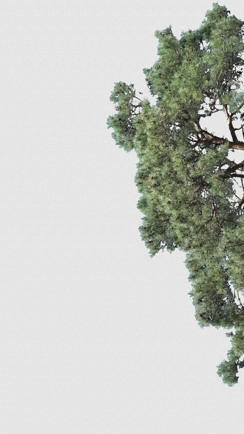 Branches of a coniferous tree Stock Footage 315606337