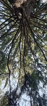 Branches of a coniferous tree in the forest Stock Photos