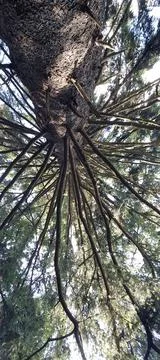 Branches of a coniferous tree in the forest Stock Photos