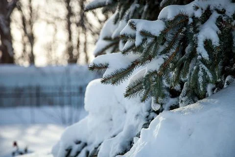 Branches of a coniferous tree in the snow Stock Photos