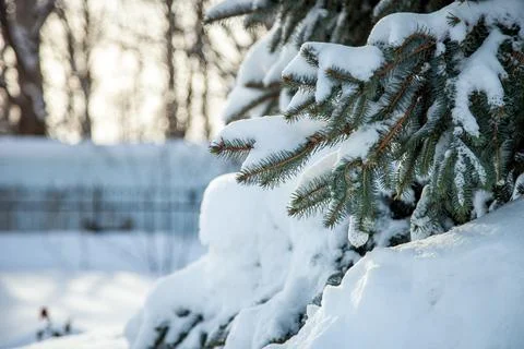 Branches of a coniferous tree in the snow Stock Photos