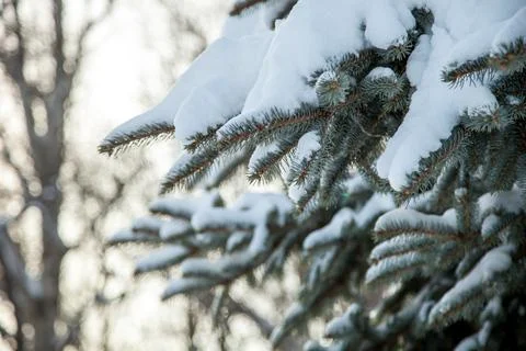 Branches of a coniferous tree in the snow Stock Photos