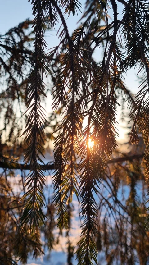 The branches of a coniferous tree spruce or pine tree at sunset in winter. Stock Footage 296223308