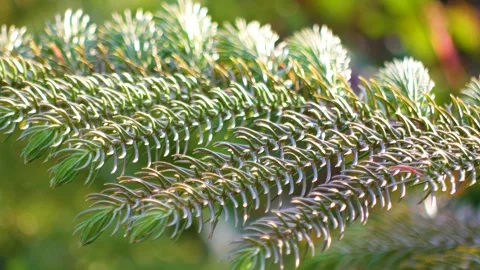 Branches of a coniferous tree on a sunny day Stock-Footage 276332286