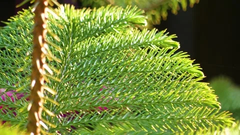 Branches of a coniferous tree on a sunny day Stock-Footage 276332288
