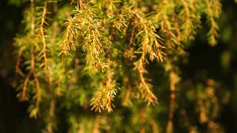 The branches of a coniferous tree in the sunset light of the sun Stock Footage 154925869