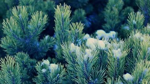 Branches of a coniferous tree in winter. Falling snow Stock Footage 169724372