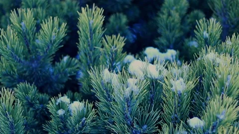 Branches of a coniferous tree in winter Stock Footage 169724295