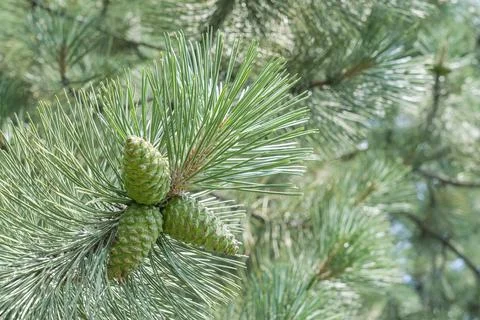 Branches of coniferous trees close up as a background Foto stock