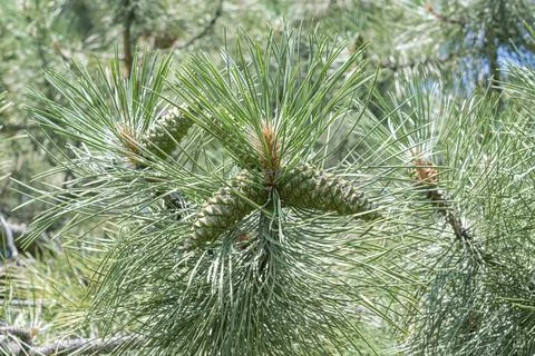 Branches of coniferous trees close up as a background Stock-Fotos