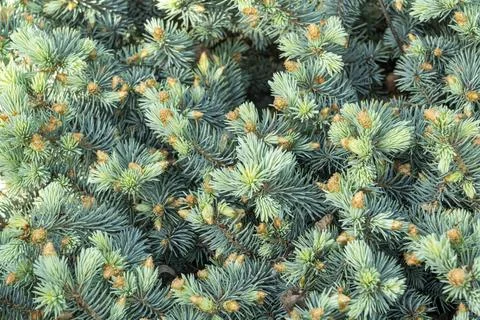 Branches of coniferous trees close up as a background Stock-Fotos