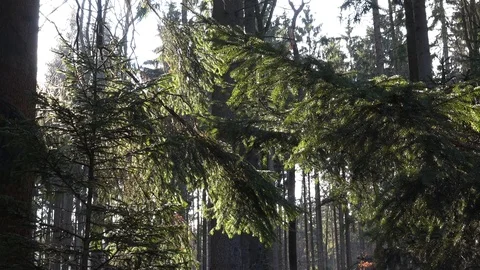 Branches of coniferous trees in a forest on a sunny day - closeup from below Stock Footage 115177943