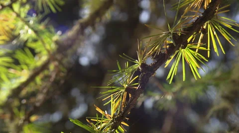 Branches of conifers in deep forest - close up Video stock 59318798