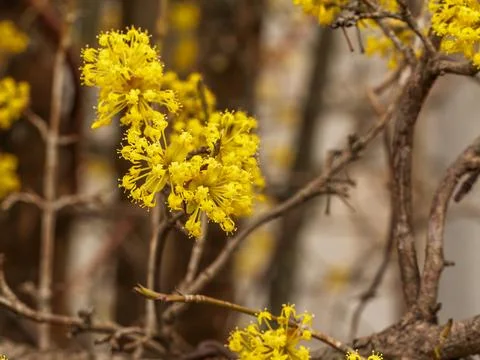 Branches of a cornel tree in bloom during early springtime. Stock Photos
