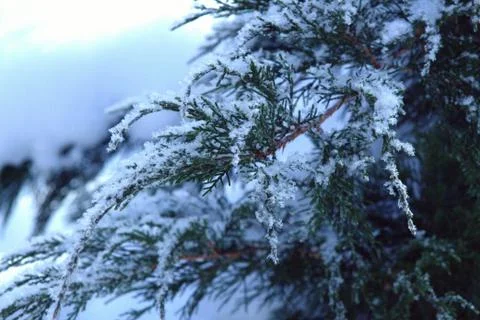 Branches of the Cossack juniper in the snow Stock Photos
