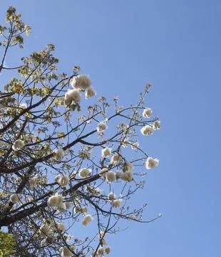 Branches of the cotton tree or java kapok with fluffy white seed balls against a Stockfoto's