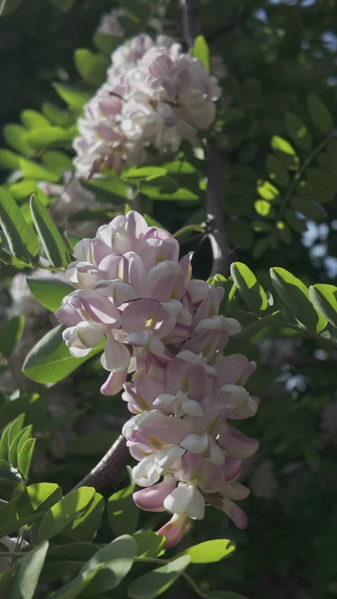 Branches covered with dense, green foliage and florets with white-pink flowers Vídeo Stock 337447845