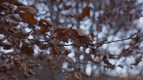 Branches covered in dry brown autumn leaves, swaying in the wind. Stock Footage 289842405