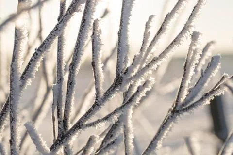 Branches Covered in Frost Stock Photos