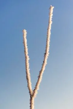 Branches Covered in Frost Stock Photos