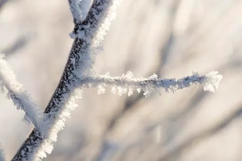 Branches Covered in Frost Stock Photos