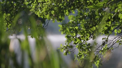 Branches covered with green leaves are reflected in the still waters of Stock Footage 257565029