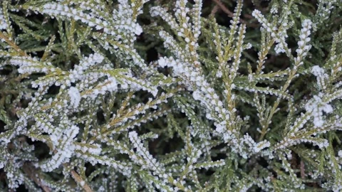 Branches covered with hoarfrost. Close up. Vídeos de archivo 144250856
