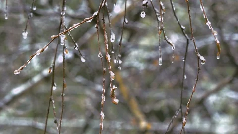 Branches covered with ice after freezing rain. Stock Footage 106370845