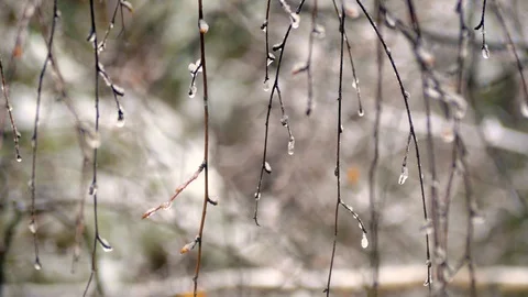 Branches covered with ice after freezing rain. Stock Footage 106370846