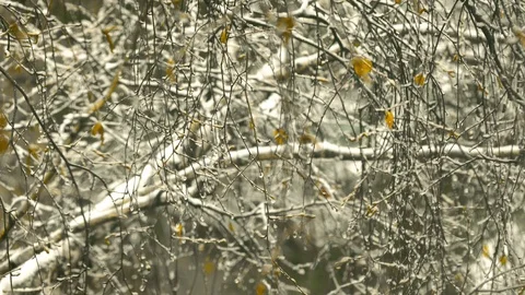 Branches covered with ice after freezing rain. Stock Footage 106370870