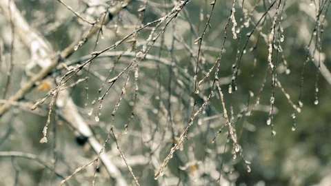 Branches covered with ice after freezing rain. Stock Footage 106370880