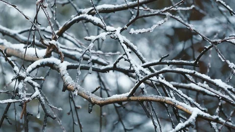 Branches covered with ice after freezing rain. Stock Footage 106437429