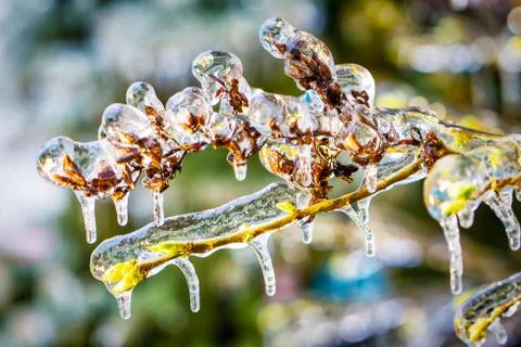 Branches covered with ice Stock Photos