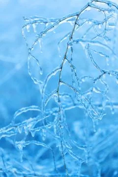 Branches covered with ice in winter Stock Photos
