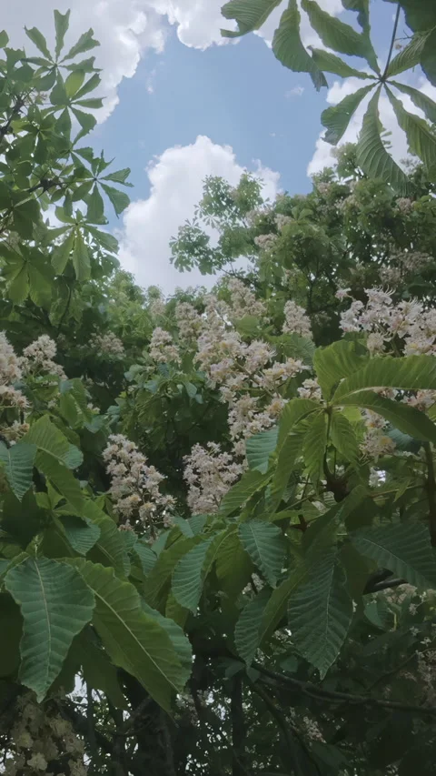 Branches covered with inflorescences and dense foliage on blooming Stock Footage 314715376